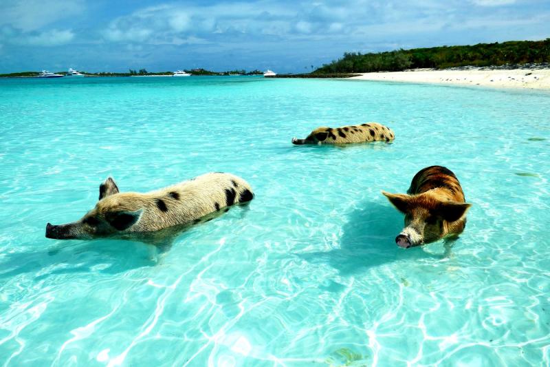 Bahamas: Schweine