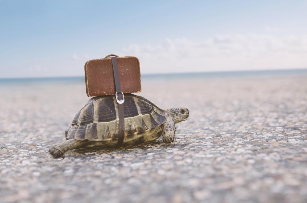 Schildkröte, Koffer