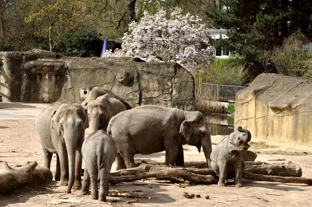 Elefantenpark 7