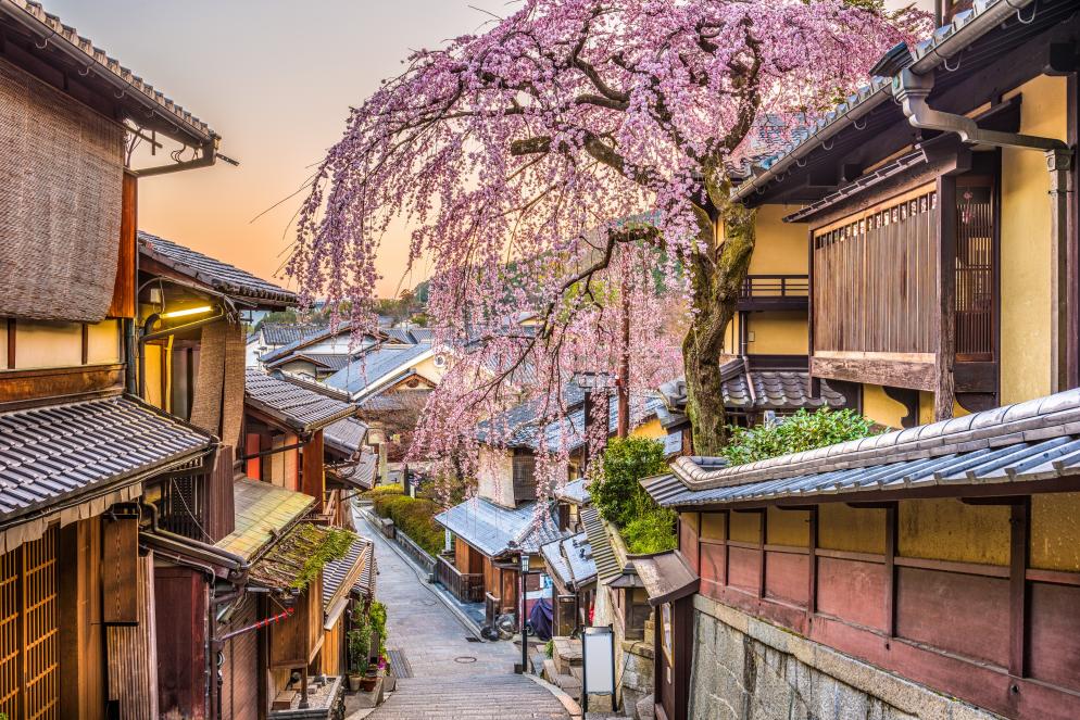 Sakura, Kirschblüte Kyoto