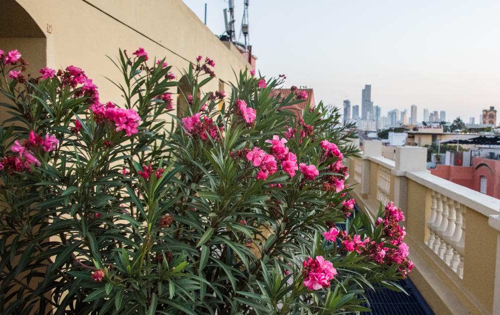 Balkon+Skyline+Oleander
