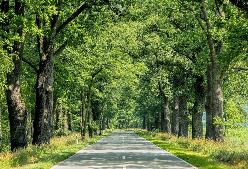 Allee