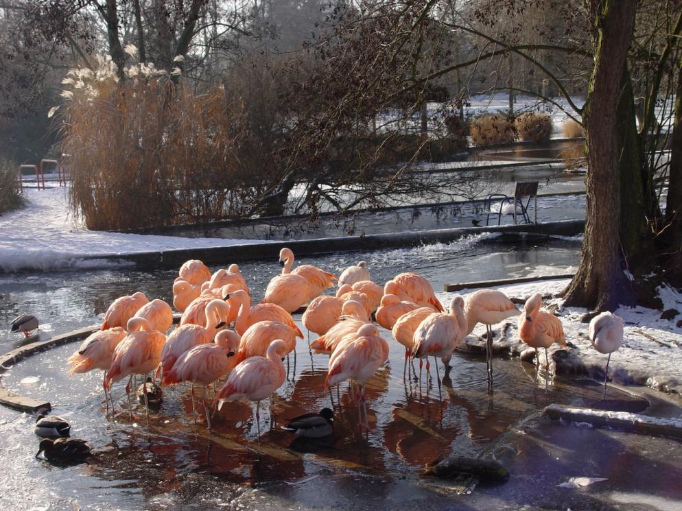 Flamingos#Luisenpark_Mannheim