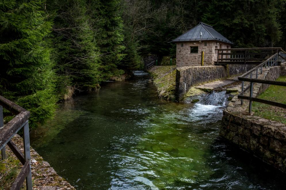 Wald, Fluss Thüringer Wald