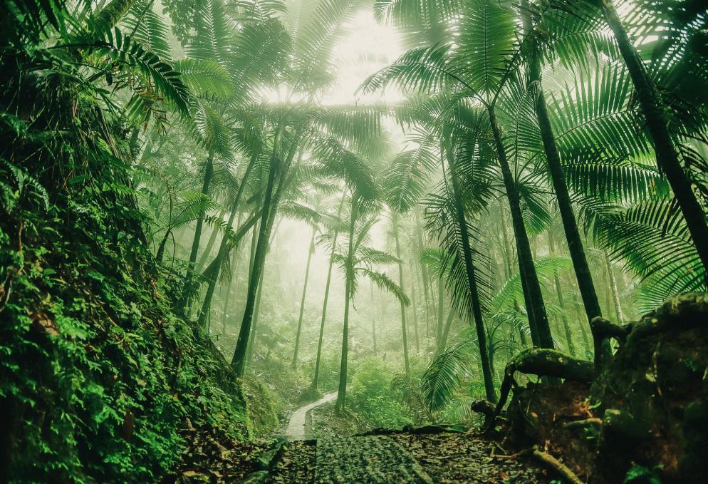 El Yunque Nationalpark: Tropische Wildnis in Puerto Rico Blick auf den El Yunque Nationalpark - Naturschönheit in Puerto Rico