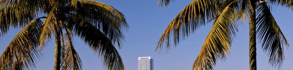 Palmen in Miami