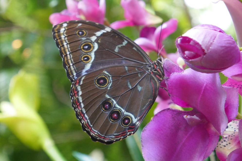 Sonstiges: Schmetterling