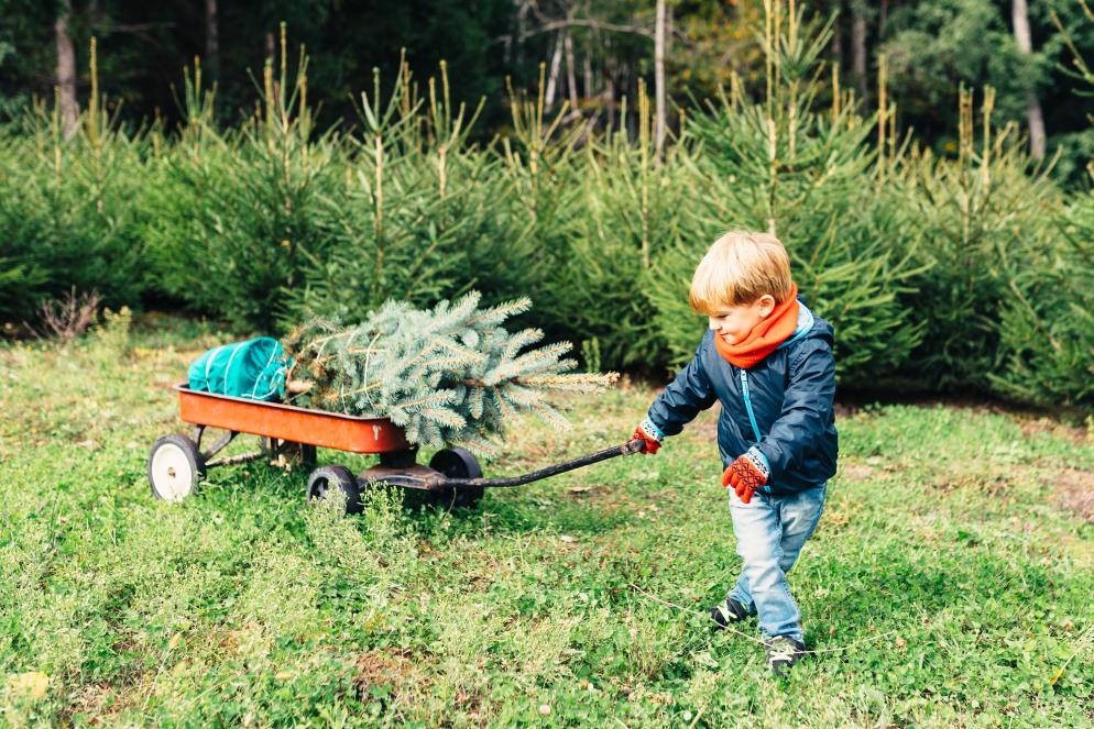 Sonstiges: Weihnachtsbaum - Lieferdienst