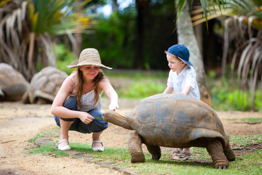 Mauritius: Schildkröte