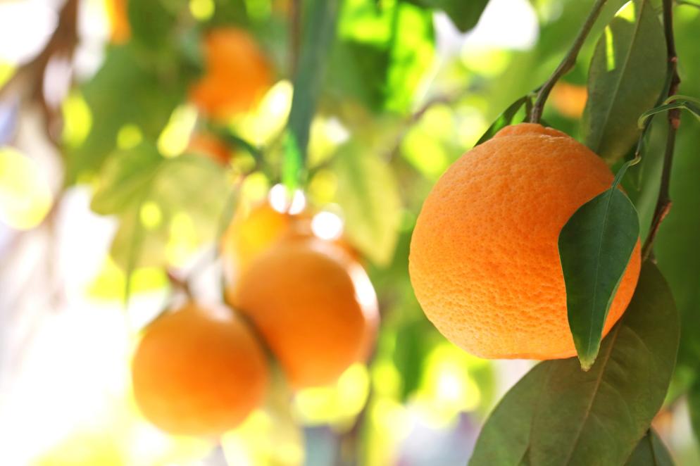 Sonstiges: Orange