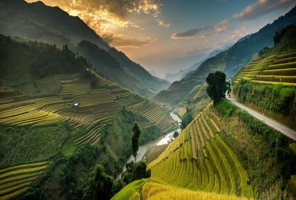 Vietnam: Reisterrasse