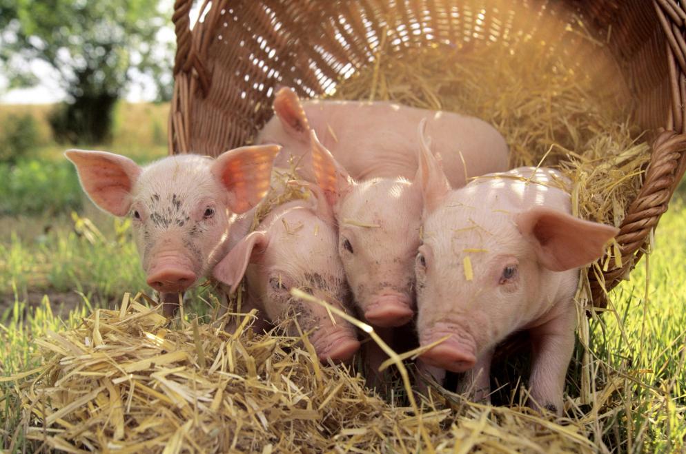 Sonstiges: Schweine