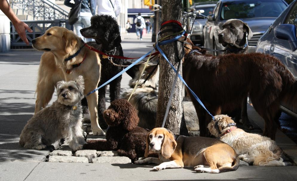 Sonstigstes: Hunde - Sitter