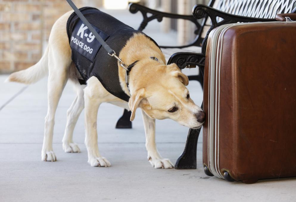Sonstiges: Polizeihund Koffer
