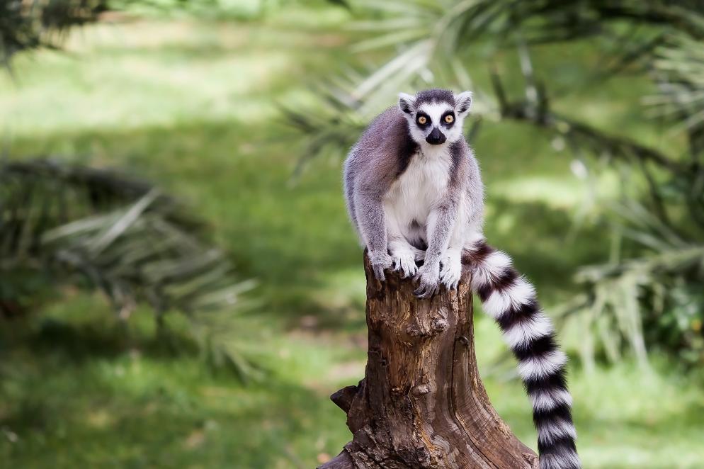 Mayotte - Maki Affe
