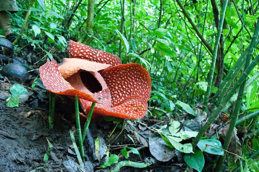 Blühende Rafflesia Malaysia